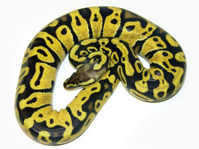 Королевский питон окраса LEMON PASTEL, S